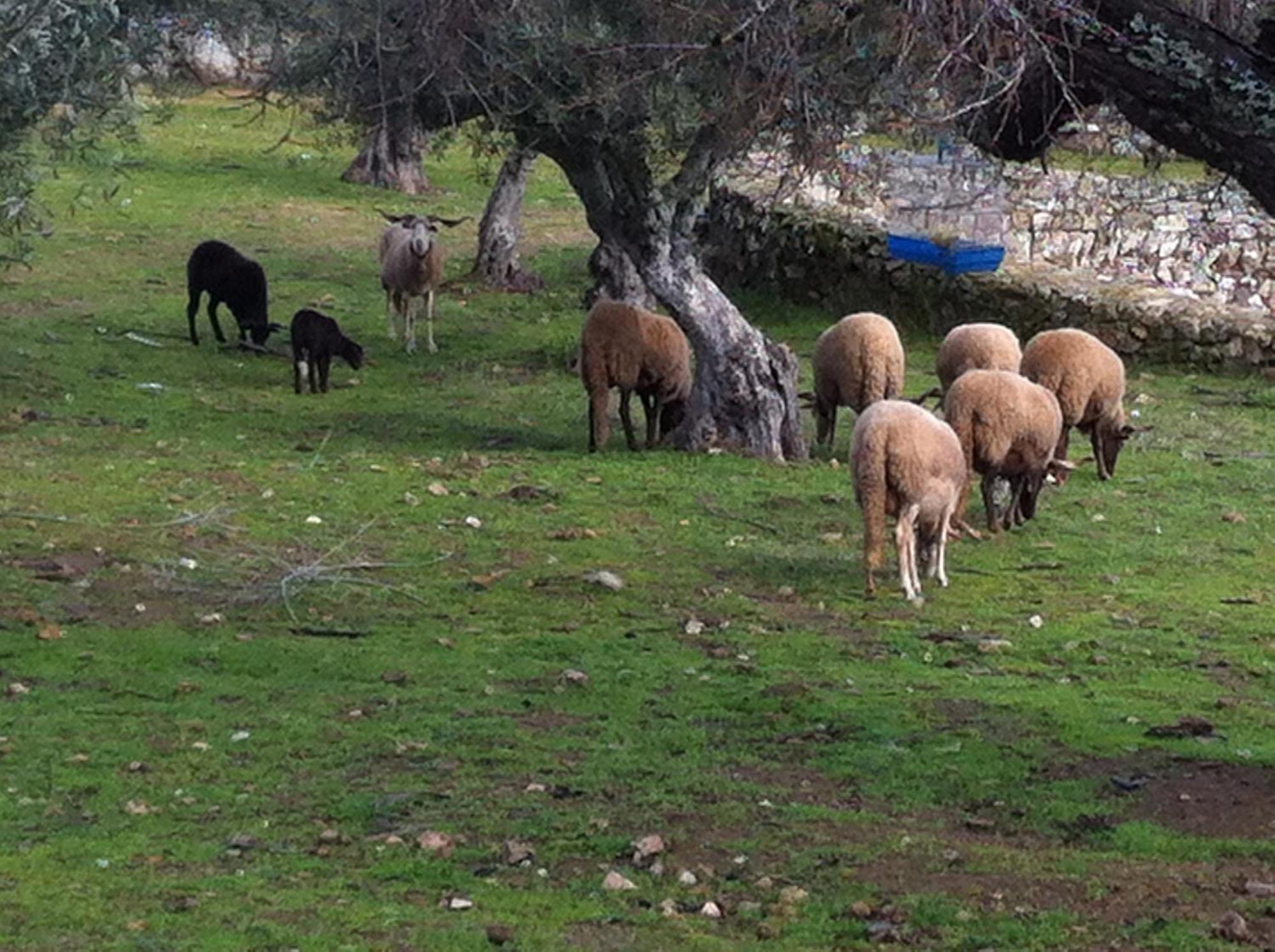 Quinta Das Pias - Holiday Farm بينهل المظهر الخارجي الصورة