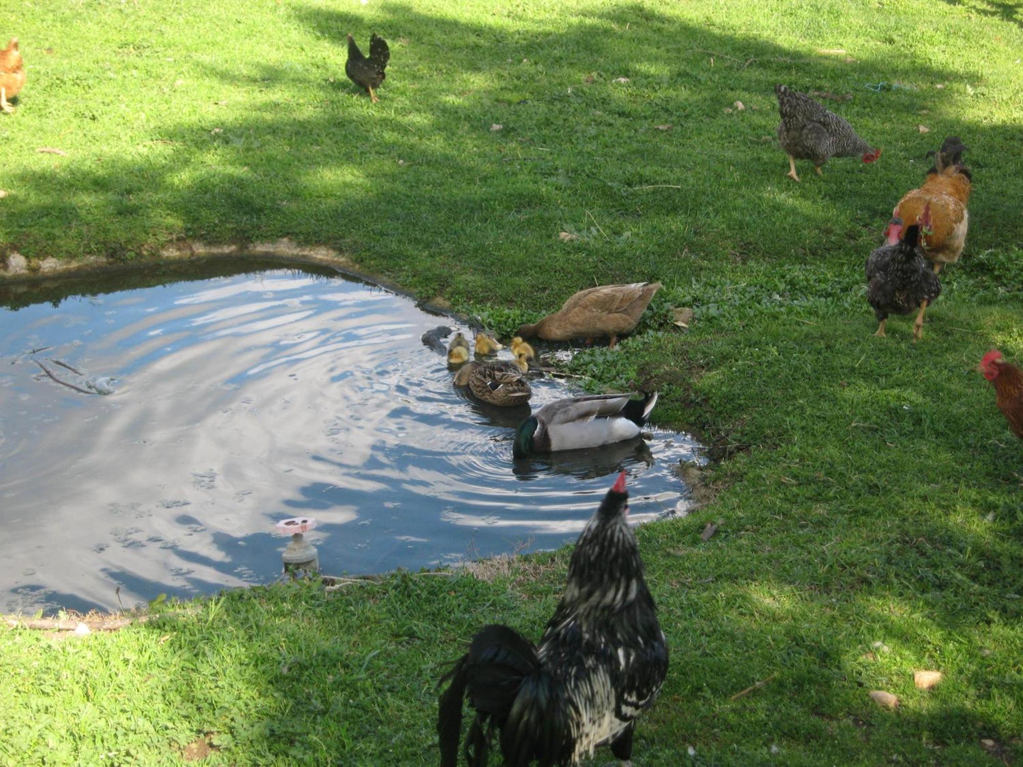 Quinta Das Pias - Holiday Farm بينهل المظهر الخارجي الصورة
