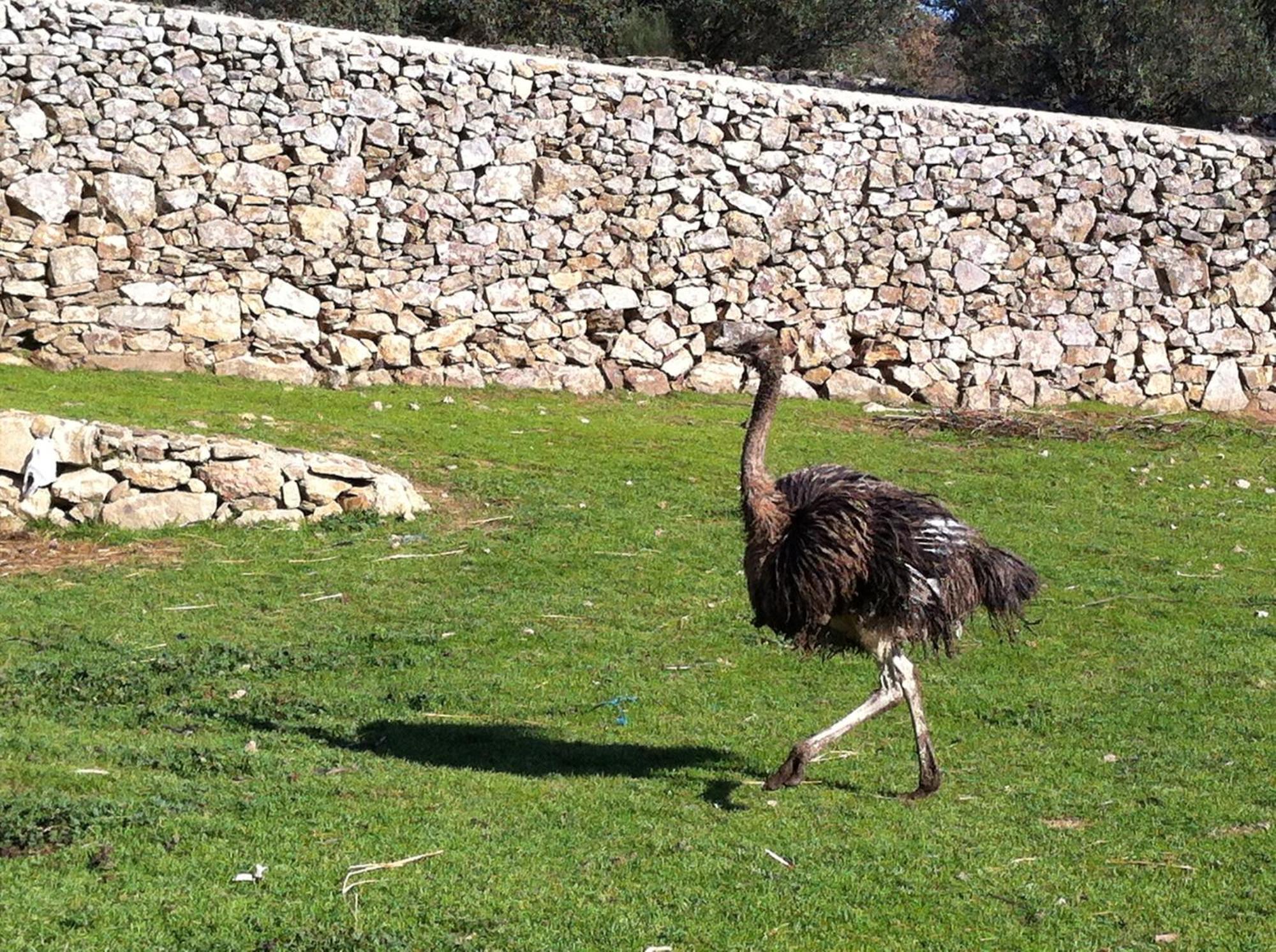 Quinta Das Pias - Holiday Farm بينهل المظهر الخارجي الصورة