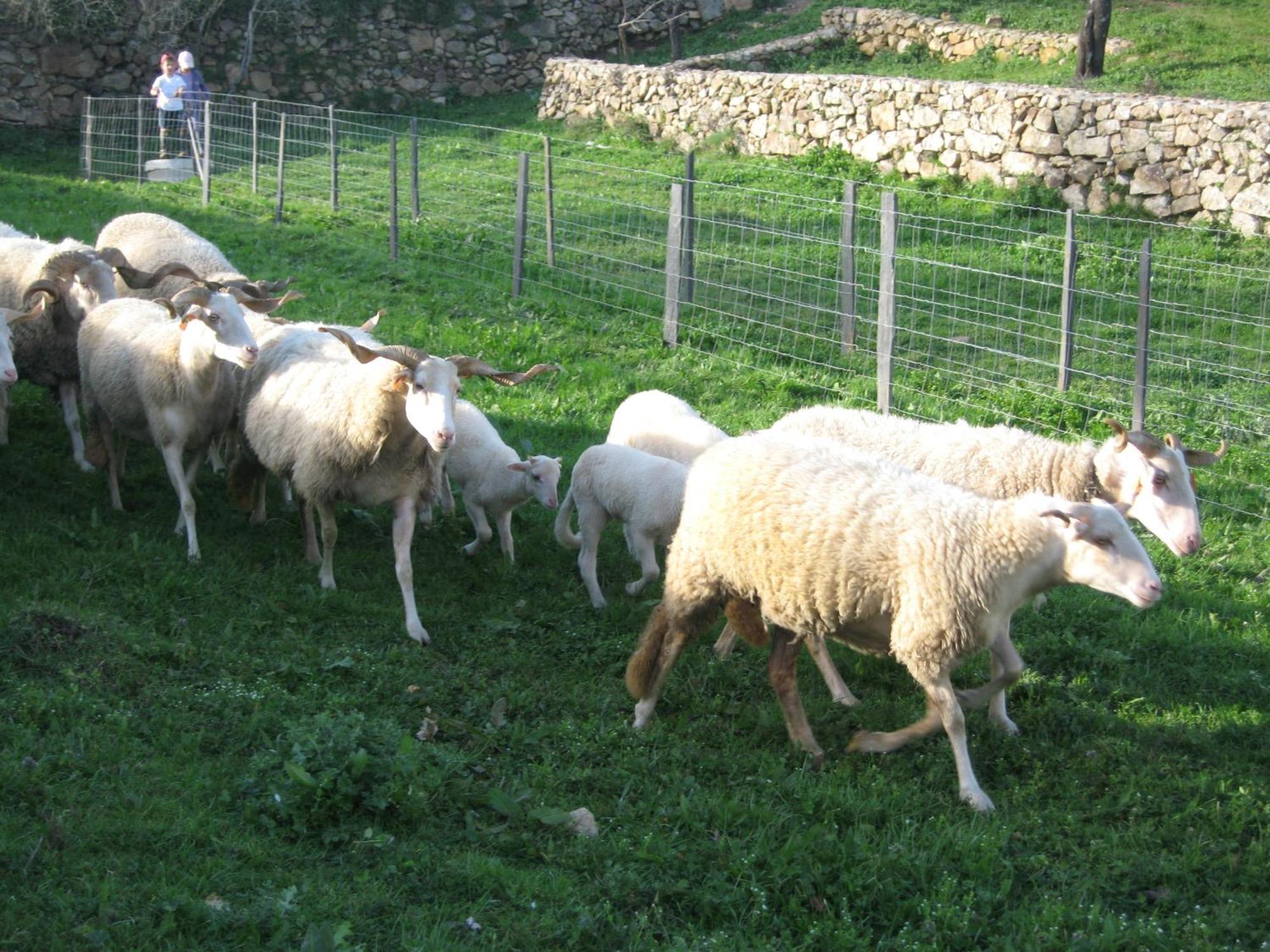 Quinta Das Pias - Holiday Farm بينهل المظهر الخارجي الصورة