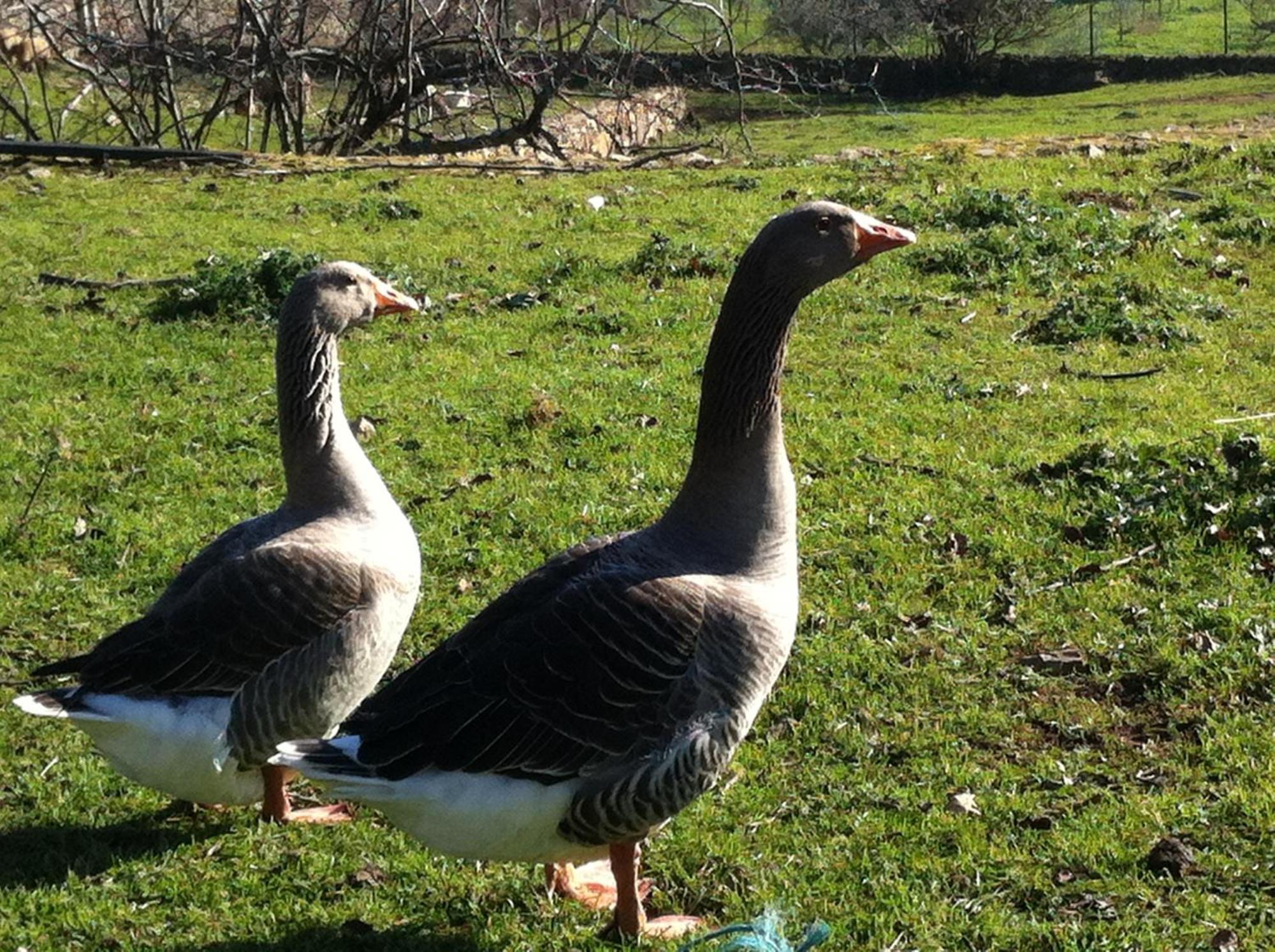 Quinta Das Pias - Holiday Farm بينهل المظهر الخارجي الصورة