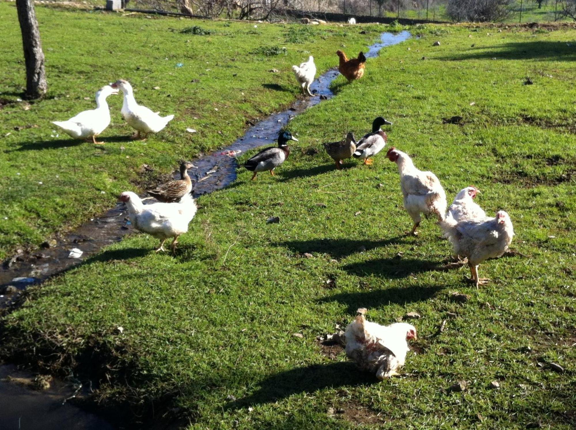 Quinta Das Pias - Holiday Farm بينهل المظهر الخارجي الصورة